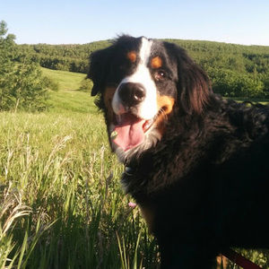 Meet your Posher, Bryan